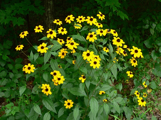{Rudbeckia subtomentosa}